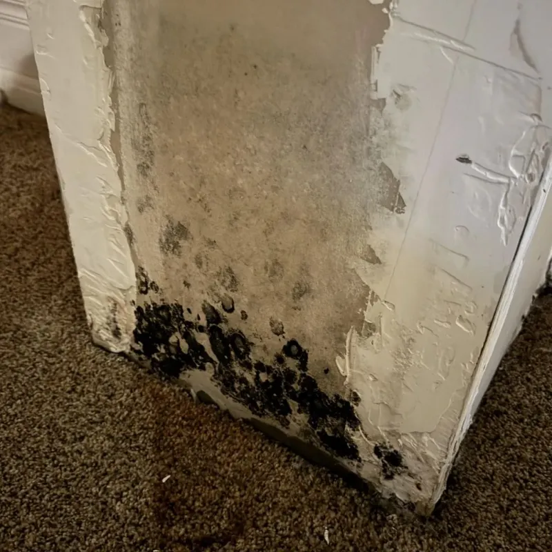 Professional Mold Removal in Starr County, TX
